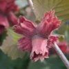 Hazelnut 'Red Cracker' -Eden Yard Zone COBN DWW4611 A h