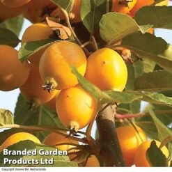 Eden Yard Zone -Eden Yard Zone CRAB DWW3624 B