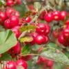 Crab Apple 'Red Sentinel' -Eden Yard Zone CRAB cww3254TM A