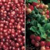 Cranberry & Lingonberry Collection 2 Cranberry & Lingonberry Collection -Eden Yard Zone CRAN CWW3327 A h