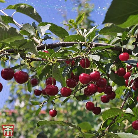 Cherry 'Crown Morello' 3 Cherry 'Crown Morello'