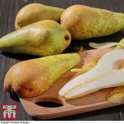 Premium Patio Standard Collection -Eden Yard Zone Conference