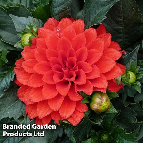 Dahlia Gallery Riviera 3 Dahlia Gallery Riviera