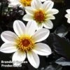 Dahlia Happy Days Cream -Eden Yard Zone DAHL 64010 A
