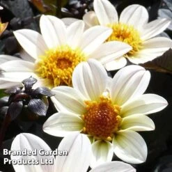 Dahlia Happy Days Cream -Eden Yard Zone DAHL 64010 B