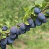 Damson Plum 'Merryweather' -Eden Yard Zone DAMS CWW3220 A h