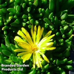 Delosperma Congestum 'Yellow'