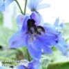 Delphinium Blue Jay -Eden Yard Zone DELP 64026 A