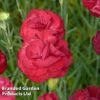 Dianthus Scent First Passion -Eden Yard Zone DIAN KA5113 A