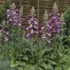 Foxglove 'Dalmation Purple' 2 Foxglove 'Dalmation Purple' -Eden Yard Zone DIGI T64064 A h