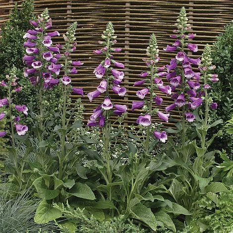 Foxglove 'Dalmation Purple' 3 Foxglove 'Dalmation Purple'
