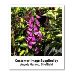 Foxglove 'Dalmation Purple' 8 Foxglove 'Dalmation Purple' -Eden Yard Zone DIGI T64064 U1 h