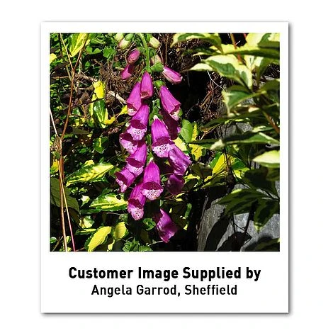 Foxglove 'Dalmation Purple' 5 Foxglove 'Dalmation Purple' - Image 3