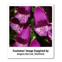 Foxglove 'Dalmation Purple' 9 Foxglove 'Dalmation Purple' -Eden Yard Zone DIGI T64064 U2 h