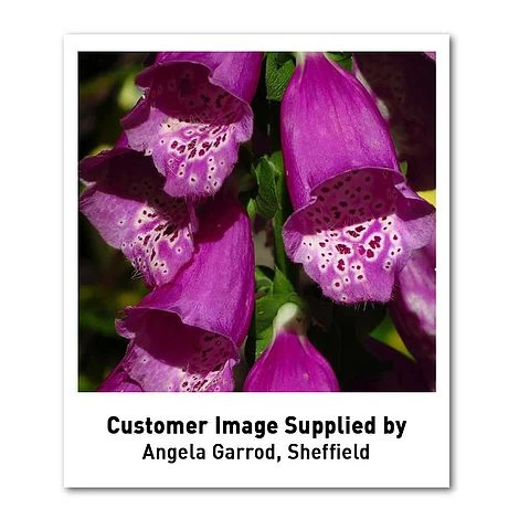 Foxglove 'Dalmation Purple' 6 Foxglove 'Dalmation Purple' - Image 4