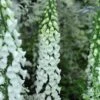 Foxglove 'Alba' -Eden Yard Zone DIGI T64078 A h