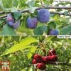 Cherry & Plum Duo (Mini Fruit Trees) 1 Cherry & Plum Duo (Mini Fruit Trees) -Eden Yard Zone Duo8