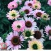 Echinacea 'Sunseekers Salmon' -Eden Yard Zone ECHI KA9816 A