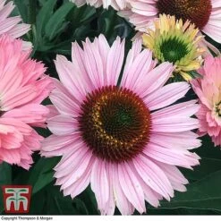 Echinacea 'Sunseekers Salmon' -Eden Yard Zone ECHI KA9816 D