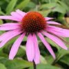 Echinacea Purpurea 'Rubinstern' -Eden Yard Zone ECHI T58358 A h