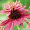 Echinacea Purpurea 'Double Decker' -Eden Yard Zone ECHI T82205 A