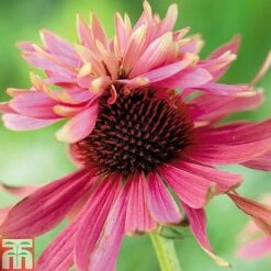 Echinacea Purpurea 'Double Decker'