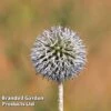 Echinops Spaerocephalus 'Arctic Glow' 2 Echinops Spaerocephalus 'Arctic Glow' -Eden Yard Zone ECHI ARCTICGLO L44957