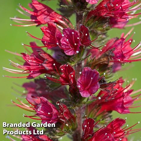 Echium Russicum 3 Echium Russicum