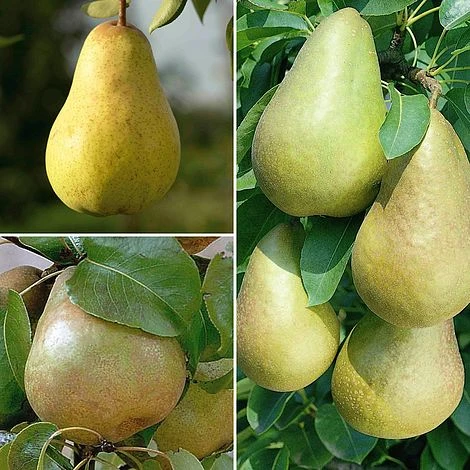Pear 'Family Pear Tree' 3 Pear 'Family Pear Tree'
