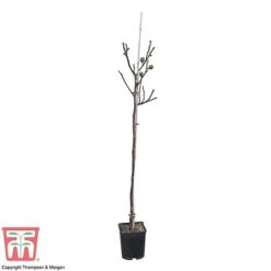 Fig -Eden Yard Zone FICU 0586 A