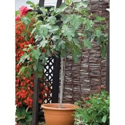 Fig 'Brown Turkey' Standard