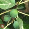 Fig 'Chelsea' (Standard) -Eden Yard Zone FIG T56489 A