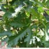Fig 'Ice Crystal' -Eden Yard Zone FIG T80282 A