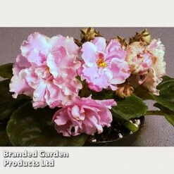 Saintpaulia 'Ek-Vrata Raia' -Eden Yard Zone FLSAFR33261