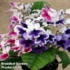 Streptocarpus 'Three Sisters' -Eden Yard Zone FLSSTR31539