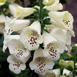 Foxglove 'Camelot Cream' -Eden Yard Zone FOXG T57892 A h