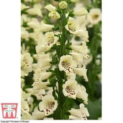 Foxglove 'Camelot Cream' -Eden Yard Zone FOXG T57892 B