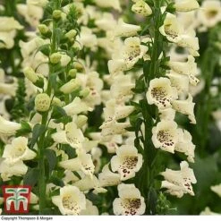 Foxglove 'Camelot Cream' -Eden Yard Zone FOXG T57892 E