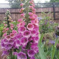 Foxglove 'Camelot Rose' -Eden Yard Zone FOXG T57896 C h