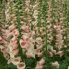 Foxglove 'Dalmatian Peach' -Eden Yard Zone FOXG T58354 A h