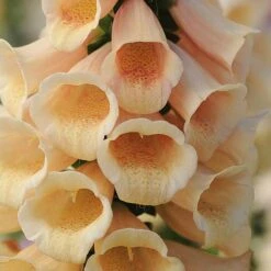 Foxglove 'Dalmatian Peach' -Eden Yard Zone FOXG T58354 B h