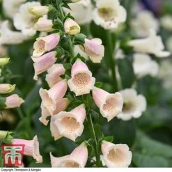 Foxglove 'Dalmatian Peach' -Eden Yard Zone FOXG T58354 C