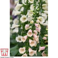 Foxglove 'Dalmatian Peach' -Eden Yard Zone FOXG T58354 D