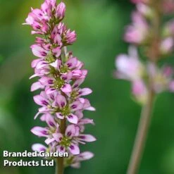 Francoa Sonchifolia