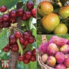 Favourite Fruit Tree Collection -Eden Yard Zone FRUI KA7999 AA
