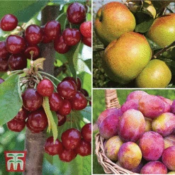 Favourite Fruit Tree Collection -Eden Yard Zone FRUI KA7999 AA NOW