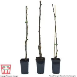 Fruit Tree Collection (Mini Fruit Tree) -Eden Yard Zone FRUI T69446P F1