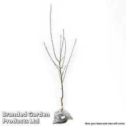 Fruit Tree Duo -Eden Yard Zone FRUIT DUO2