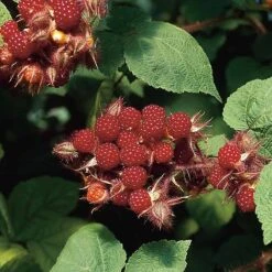 Wineberry 5 Wineberry -Eden Yard Zone FRWIN28606