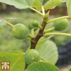 Mediterranean Fruit Collection -Eden Yard Zone Fig21